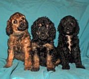 Standard poodle Puppies
