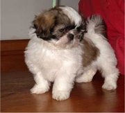 Shih tzu puppies available